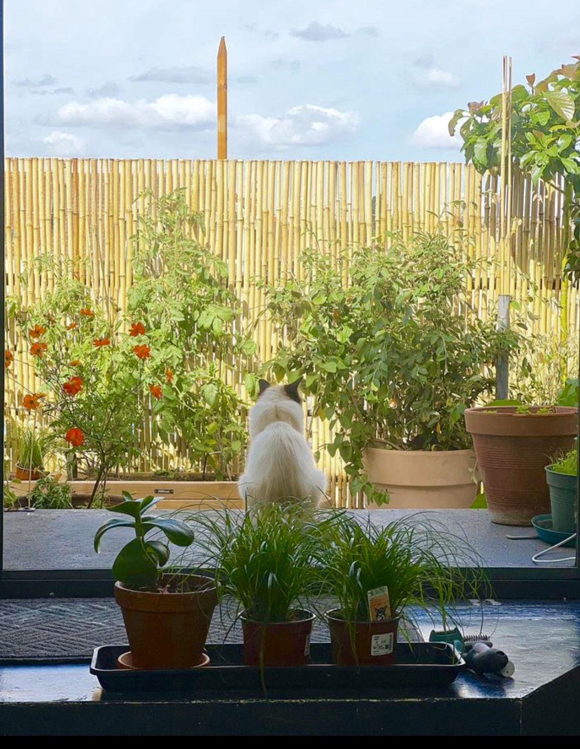 Clôture Bambou Gamme régulière SIPA / 2-RF100 – Image 3