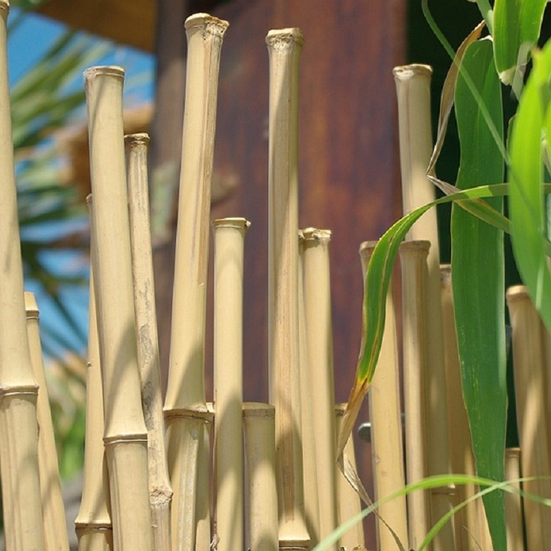 Clôture Bambou Naturel Gamme Sauvage Irrégulier ITON / 2-WF150 – Image 3