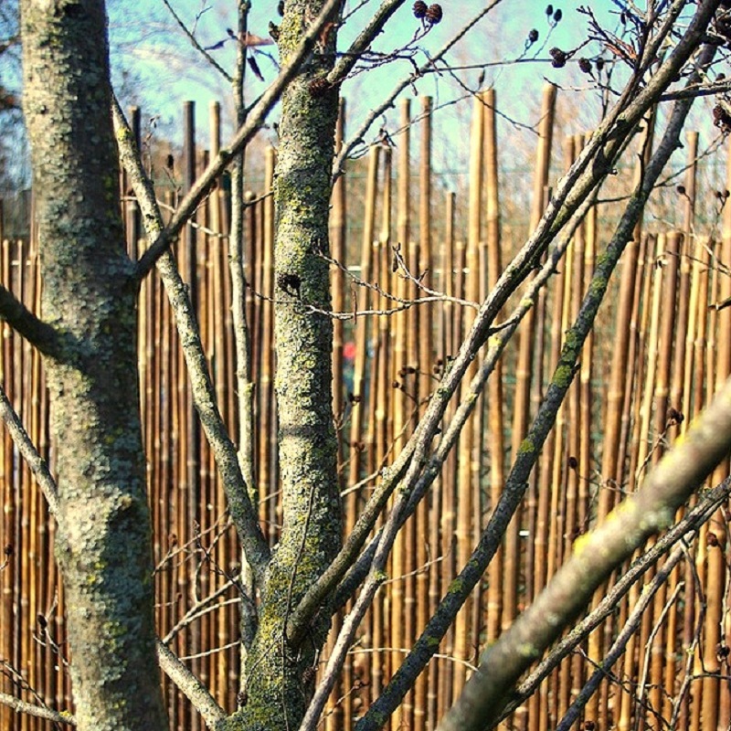 Clôture Bambou, Palissade Noir Gamme Sauvage Irrégulière PASO / 2-WBF250 – Image 6