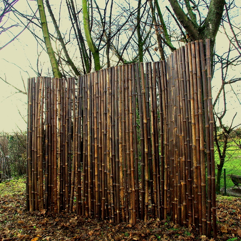 Clôture Bambou Noir Gamme Sauvage Régulière FARO / 2-RWBF150