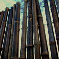 Clôture Bambou Noir Gamme Sauvage Régulière FINE / 2-RWBF200