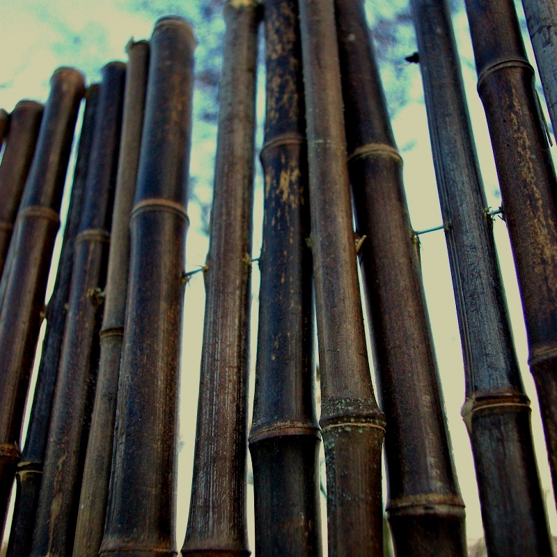 Clôture Bambou Noir Gamme Sauvage Régulière FINE / 2-RWBF200 – Image 2