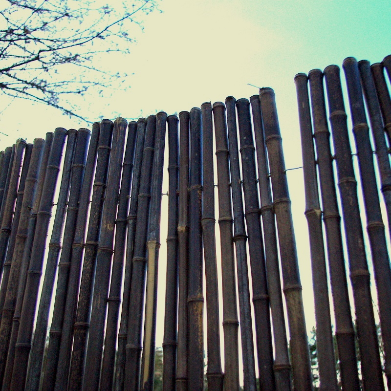 Clôture Bambou Noir Gamme Sauvage Régulière FORE / 2-RWBF250 – Image 3