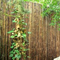 Clôture Bambou, Séparation Jardin Noir Gamme Régulière DOMI / 2-RBF250