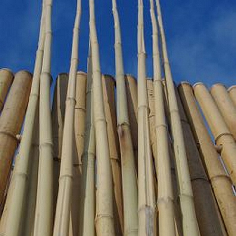 Lot de 10 Tiges, Cannes de Bambou Naturel TICO / T02-300 – Image 2