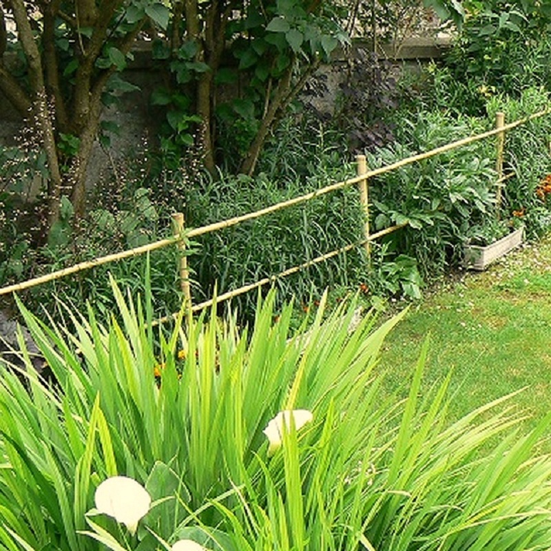 Lot de 10 Tiges, Cannes de Bambou Naturel TICO / T02-300 – Image 3