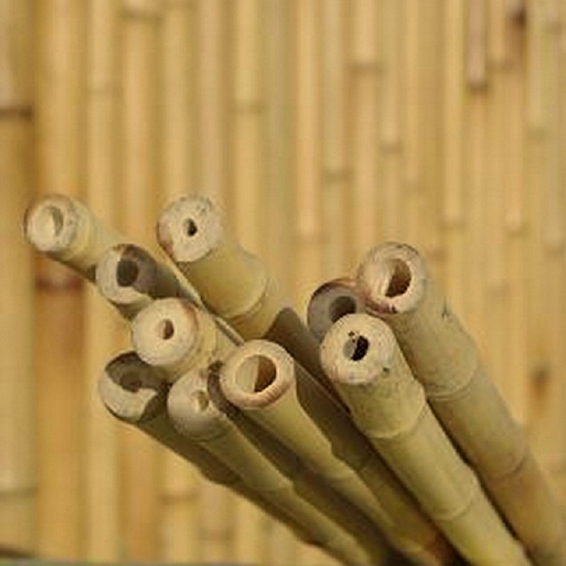 Lot de 10 Tiges, Cannes de Bambou Naturel TICO / T02-300 – Image 4